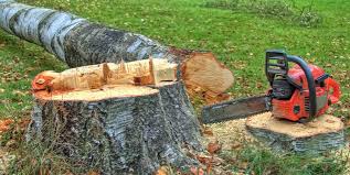 Best Tree Disease Treatment  in Texarkana, TX