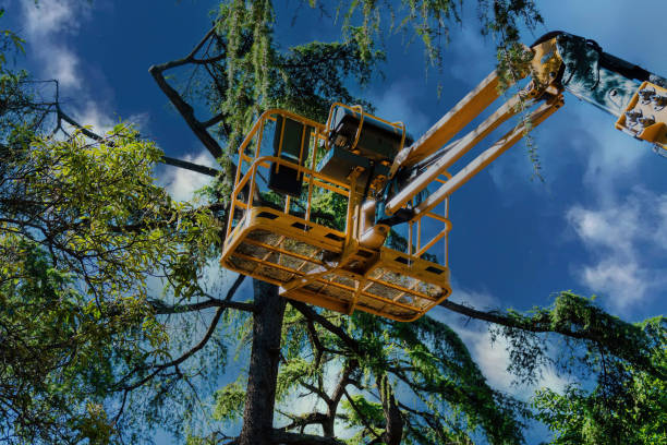 Best Arborist Consultation Services  in Texarkana, TX