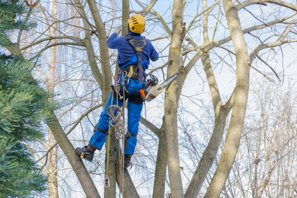 Best Leaf Removal  in Texarkana, TX
