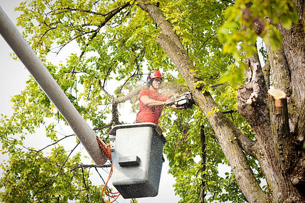 How Our Tree Care Process Works  in  Texarkana, TX
