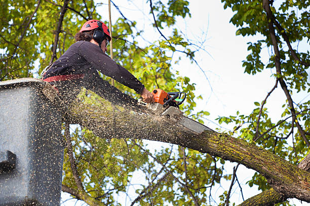 Best Emergency Tree Removal  in Texarkana, TX
