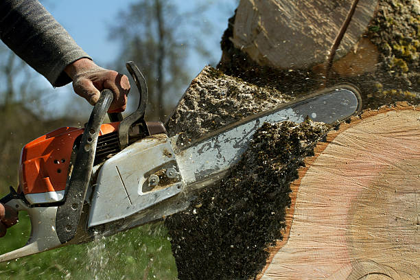 Best Lawn Renovation and Restoration  in Texarkana, TX