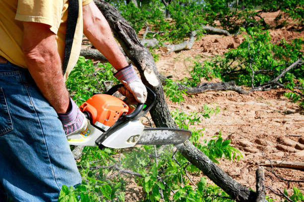 Best Aeration Services  in Texarkana, TX